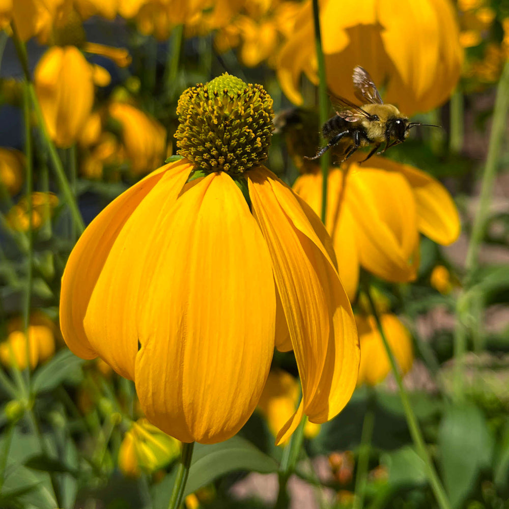 Semences - Rudbeckie laciniée