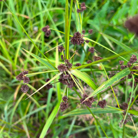 Semences de scirpe noirâtre - Scirpus atrovirens