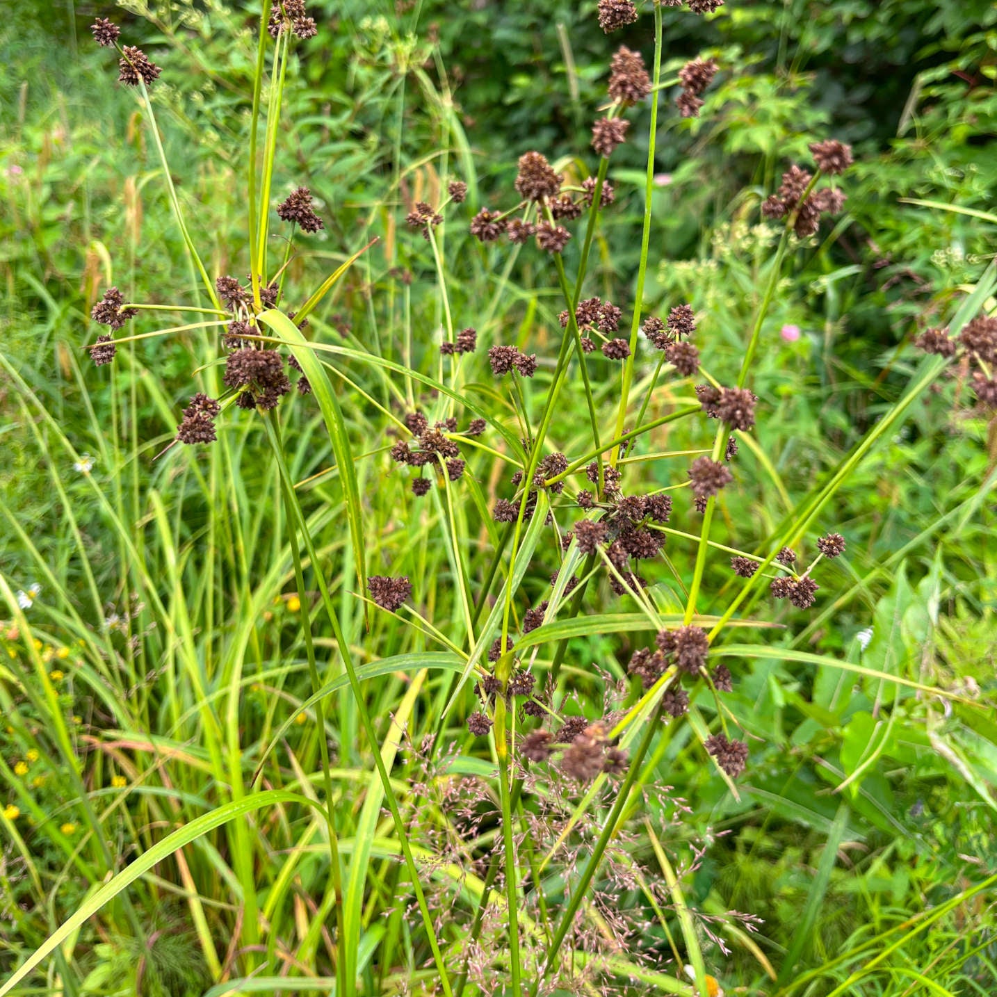 Scirpus Roylei Semences de scirpe noirâtre - Scirpus atrovirens