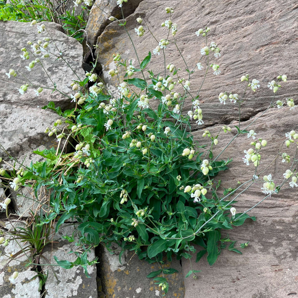 Semences de silène enflé - Silene vulgaris