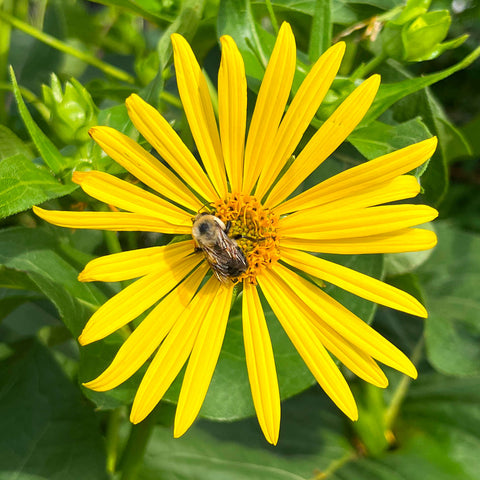 Semences de silphe perfolié - Silphium perfoliatum