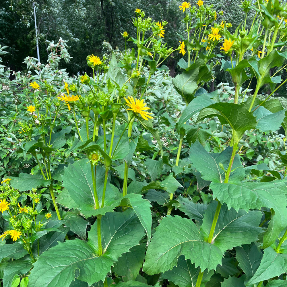 Semences de silphe perfolié - Silphium perfoliatum